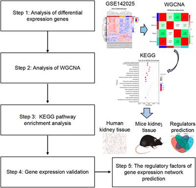 Identification of Genes Reveals the Mechanism of Cell Ferroptosis in Diabetic Nephropathy